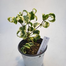 무늬바로크벤자민 10cm 포트, 1개