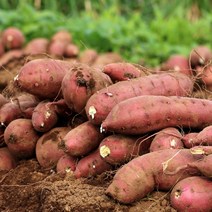 [산지직송상품][무료배송] 더맑음 충남 당진 꿀 하루까 밤고구마&호박고구마 10kg, 세척 밤고구마, 소/한입하시즈