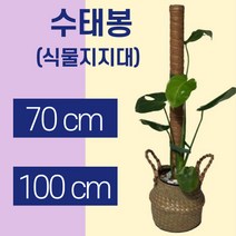 몬스테라 수태봉 70cm 100cm 식물지지대 코코봉 지주대 사은품 식물고정용 벨크로 가든타이, 1개
