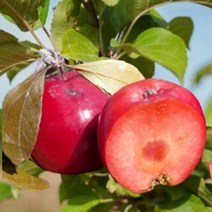 묘목/속 빨간 미니사과 파이어크래커(일반대목)/접목 1년/2주 KJ104, 1개