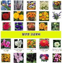 일년생 고급꽃씨 해바라기 페츄니아 비올라 데이지 메리골드 금어초 리시안서스 다알리아 백일홍 천일홍 코스모스 미모사 물망초 마가렛 루드베키아 로단세 나팔꽃 꽃양귀비 캄파눌라 한련화, 5.채송화 250립