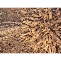 천문동 담금주용 3kg