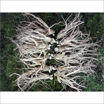 금산인삼 세척인삼 오쿠홍삼용파삼 난발삼 원수삼, 1개, (세척수삼)중난발삼1채12~14뿌리