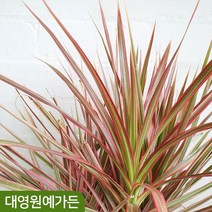 드라세나 마지나타 레인보우 외목대 중형 반려식물 공기정화식물, 레인보우 외목대 6치포트, 1개