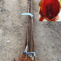 (HG소망)왕피자두묘목 (접목1년) 3그루