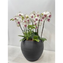 축하화분 @@퀵무료배송 서양난 서양란 서울 경기, 4.그린