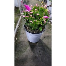 게발선인장 중핑크 0015 핫핑크