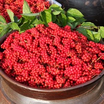 문경 세척 생오미자(급속냉동) 2023년 5kg 10kg, 세척 생오미자5kg(급속냉동), 1개