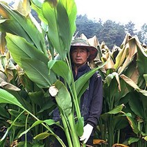 곡성 유기농 일반 울금 장수비결 생울금, 1박스, 일반 생울금 상품 1kg