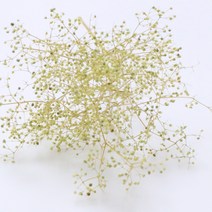 앨리플라워 프리저브드 소량 판매 드라이플라워 디퓨져만들기, 1-09미니안개 파우더그린