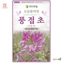 풍접초(자홍색)씨앗 0.5g 족두리꽃 자주빛 풍접초꽃씨 야생화종자 고급훼화