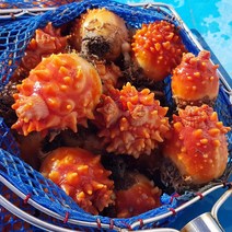 통영장어농장 통영 멍게 1~10kg 활멍게 꽃멍게, 1개, 활멍게 3kg