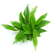 꽃들이네 실내공기정화식물 수경재배 아레카야자 금전수 틸란드시아 유칼립투스 몬스테라 떡갈고무나무 여인초 극락조 율마 화초 스킨답서스 올리브나무 뱅갈고무나무 남천나무 해피트리 거실화분 파키라 커피나무 수경재배식물 수경식물 공기정화식물 미세먼지정화식물 로즈마리 허브, 4-31 스파트필름/중엽