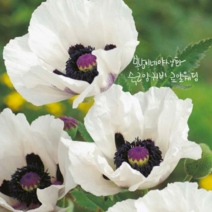 숙근 양귀비 [3포트] 로얄웨딩 (복남이네 야생화 모종 오리엔탈 포피 poppy )
