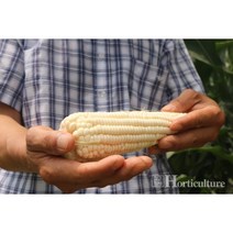 헬프팜 박사찰 옥수수 150립 씨앗 제일종묘 종자