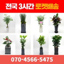[ 전국 당일 3시간 배송 ] 관엽식물 전지역 3시간 배송! 전국꽃배달 (주)화신플라워, 3. 스투키