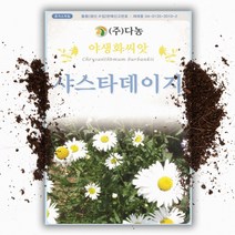 씨앗팜 야생화 꽃씨 샤스타데이지 (1g) 국화과 여러해살이 다년생, 1개