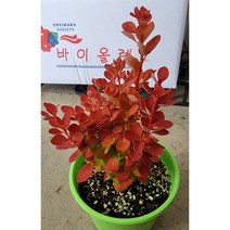 매자 나무15센치, 1개