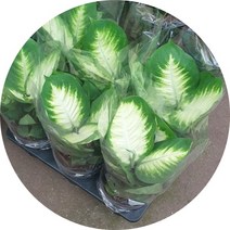 마리안느 디펜바키아 플렌테리어 5치화분