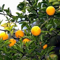 같이가치농원 탱자나무 묘목 탱자(포트묘)