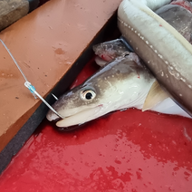 낚시조업으로 잡는 바다장어 1kg, 중(3~4미), 1개