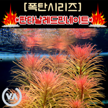 [수초폭탄] 핑크핑크수초 판타날 레드 핀네이트(18줄기) / 수초 레이아웃 초보수초 어항 잔디 새우 구피 미니어항 붉은수초