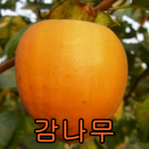 대봉감 접1년특 1그루+밤나무1 묶음 나무 묘목 과일나무 유실수