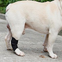 강아지슬개골탈구 포메라니안슬개골 슬개골 수술 탈골 깁스 강아지관절보호대 보호대 1P 강아지무릎보호대, 4애견슬개골보호대 XL