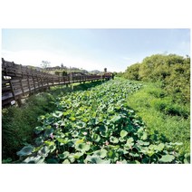 A030-6/스티커사진 A4 습지공원사진 방수라벨지 실사코팅 핸드폰사진인화 프린트할수있는곳 사진인쇄 사진출력 인쇄출력, 스티커사진(습지공원사진)