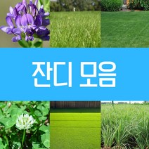 천연 잔디 씨앗 법면녹화보호 사방공사 산소효도 알팔파 씨 1Kg 모음, 4.켄터키블루그라스씨 1Kg