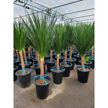 바닐라가든 드라코 키 110~130 센티599