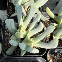 [올식스] 비조 코노피튬 리톱스 메셈 다육식물 다육이 키우기 공기정화식물 개업화분