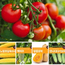 열매 채소 씨앗 모음 토마토 호박 오이 콩 여주 종자 베란다텃밭, 09.로얄블랙수박