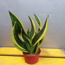 에덴농원 황금산세베리아( 금색이 섞어 있어요) 음이온이 나오네요