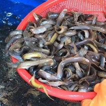 미꾸라지 추어탕용 1kg 보신용 대중소 국내산 민물고기백화점, 1kg (소), 1개