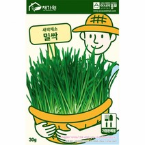밀 싹 씨앗 30g 클랜 주스 새싹 채소 기르기 쉽고 영양가 많은 토경 수경 재배 식물 키우기 종자 실내 베란다 텃밭 농사