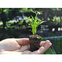 트레이(당근모종)