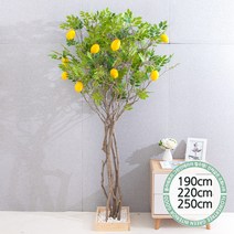 실내인테리어 인조나무 123종 / 플트 조화나무 C, C14.라인-레몬나무 250cmK/벽면형