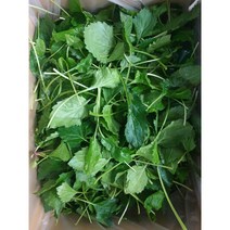 제주 생취나물 1박스 4kg