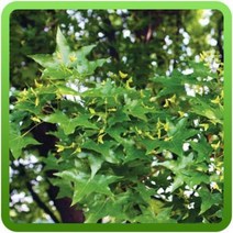 고로쇠(단풍)나무씨앗 15g 수목종자 조경 단풍나무씨 고로쇠씨