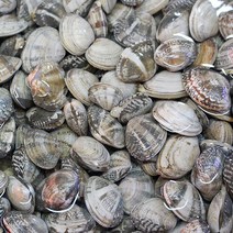두팜 생물 바지락 1kg 바지락살 300g, 중국산 활바지락 1kg, 1개