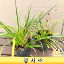 들꽃닷컴]야생화 조경용 전국각지 월동가능 다년초 청사초 4치포트모종 10개