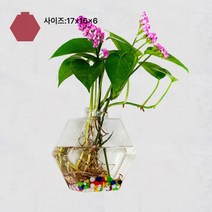유리 꽃병 녹라수배 식물 벽 작은 프레시 미니 스몰 용기 걸이 어항 화분 벽 걸이 투명, 라지 육각 4개입