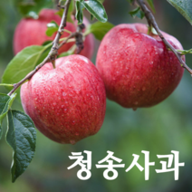 청송 사과 부사 농부네 부부농장 꿀 사과 산지직송, 1박스, 04.사과 가정용 5kg 소과