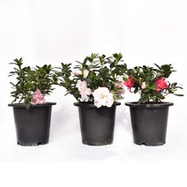 서비내 아젤리아(서양철쭉) Azalea 중품 공기정화식물 플랜테리어 인테리어 서비야드플라워아울렛