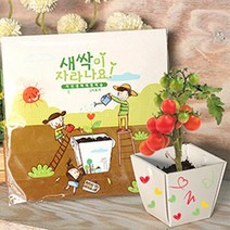 사무실 책상 미니 식물 화분 키우기 새싹키우기 식물키우기 미니화분 새싹재배 텃밭세트, 메세지콩
