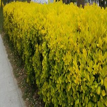 NS황금사철 H1.0(1m)뿌리묘