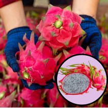 진코어 특급 베트남 용과 500g, 1, 본상품선택