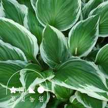 호스타 4치포트 모종 흰줄무늬 좀무늬 비비추 정원 조경, 1. 흰줄무늬비비추