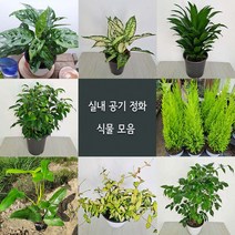 여름식물20종 중품 황금마삭줄 크루시아 초설마삭줄 유칼립투스 콤펙타 아글레오네마사파이어 산세베리아, 19.필로덴드론바이올린